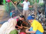 Pemdes Teluk Ajang Salurkan Bantuan Ayam Ketahanan Pangan 2024