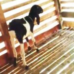 Ketahanan Pangan Desa Urai 2025 Diduga Gagal, Haraga Anak Kambing 1,5 Juta Jadi Sorotan