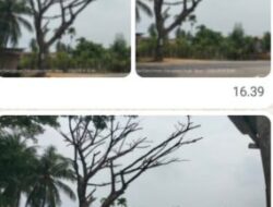 Pohon Lapuk Lintas Medan-Banda Aceh Ancam Keselamatan Warga, Aktivis BAI Kecam Sikap Acuh Plt Kadis BPBD Aceh Timur